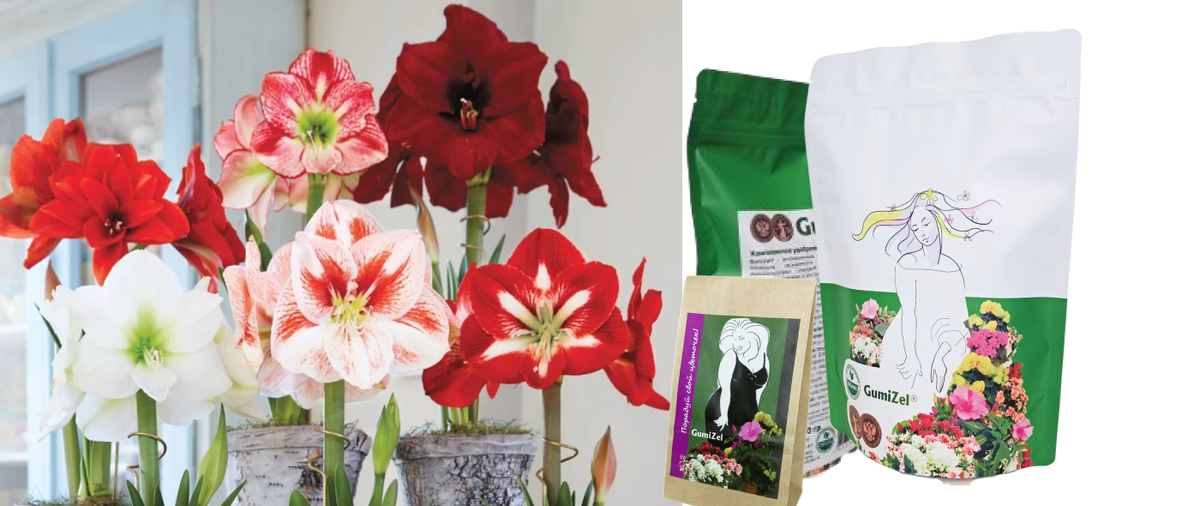 Гиппеаструм фото.   Удобрение для комнатных растений ГумиЦел