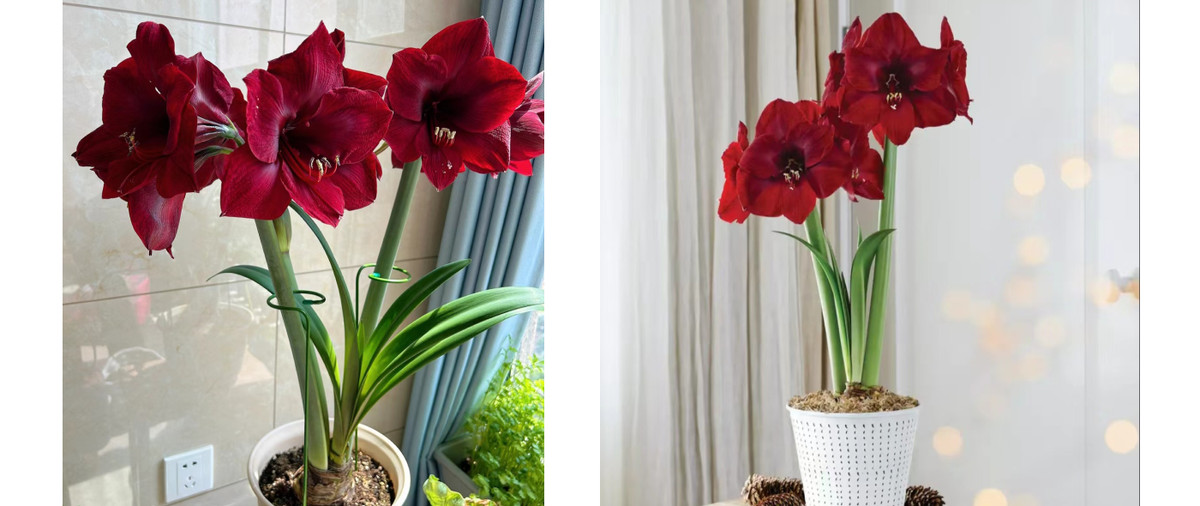 Цветок гиппеаструм 