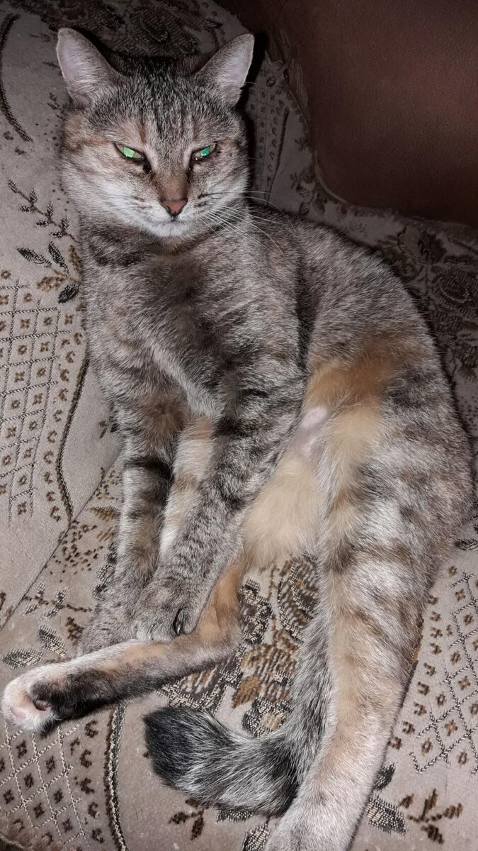 Анфискины будни