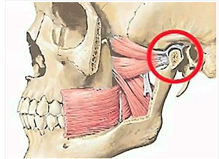 Анатомия сустава