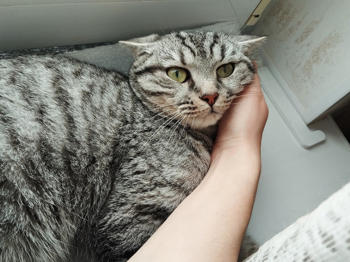 Барсик очень спокойный и дорожелательный