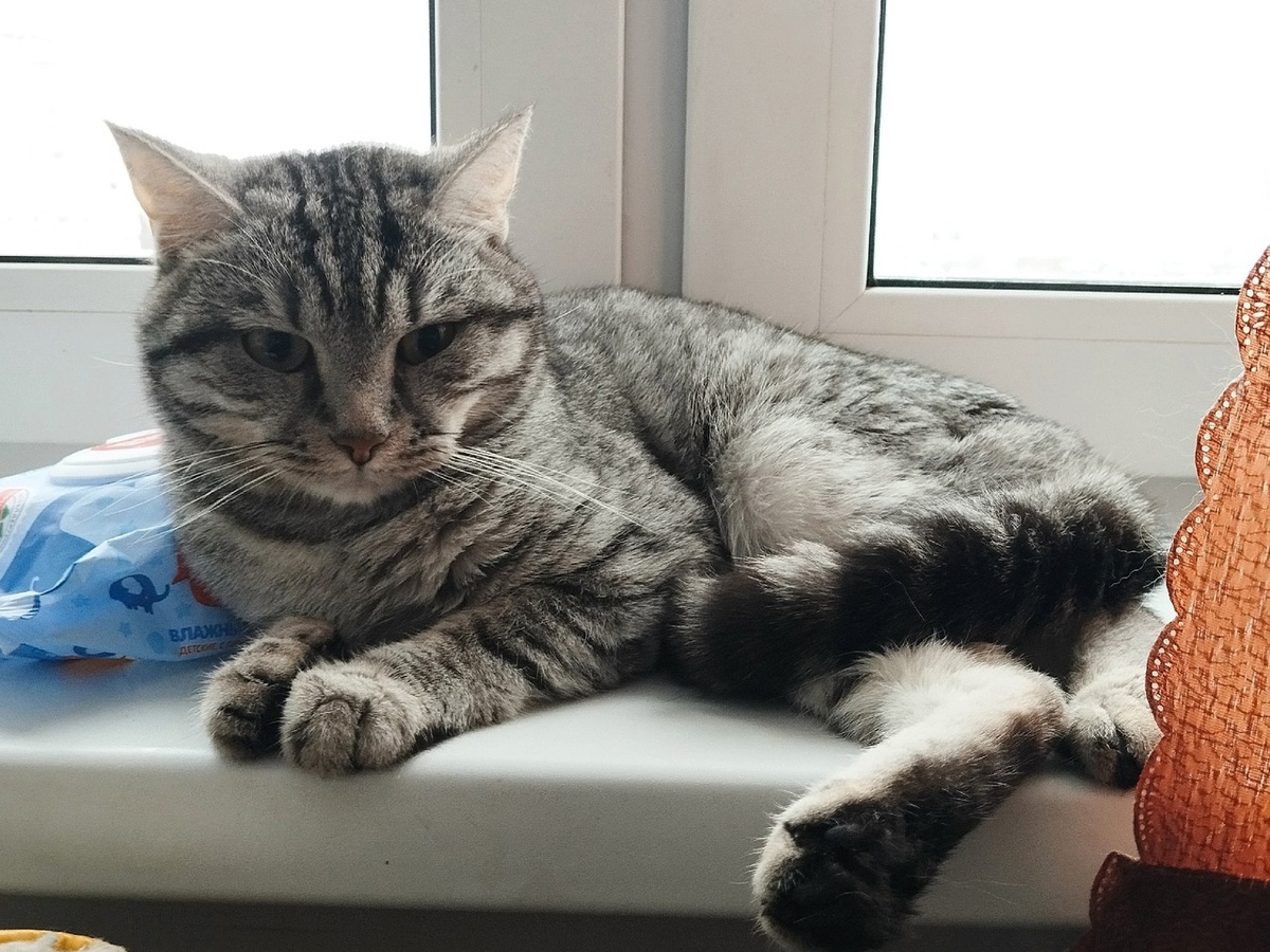 Одна лапка у котика тоньше другой