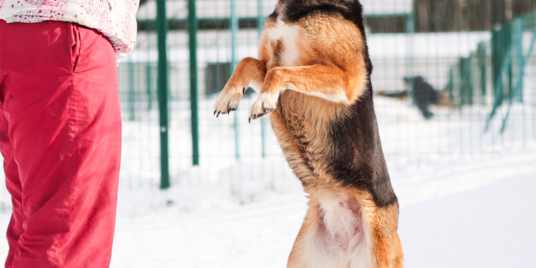 В приюте собака неистово танцует, пытаясь привлечь внимание редкого посетителя