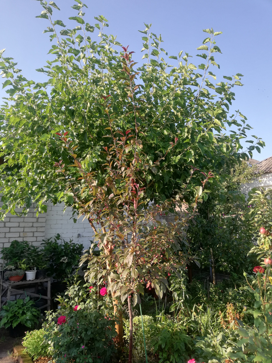 Вот он, мой шелковичный монстр. Справа под ним и будет размещен хостарий