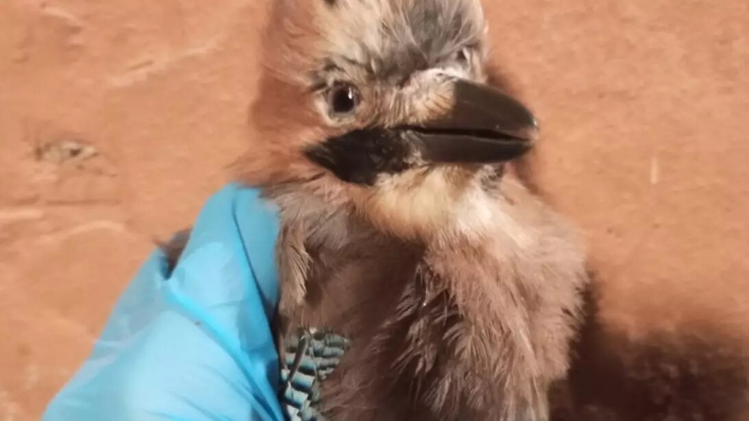     Источник: vk.com/ptichijostrow