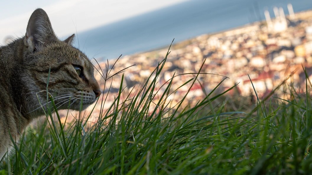    Edgar Breshchanov/Global Look Press