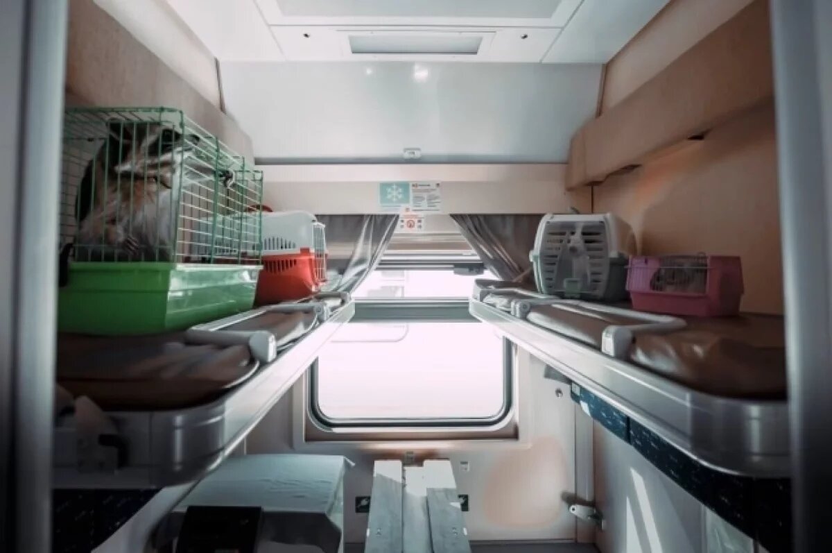    1,2 тысячи домашних животных отправили из Нижнего Новгорода на поездах