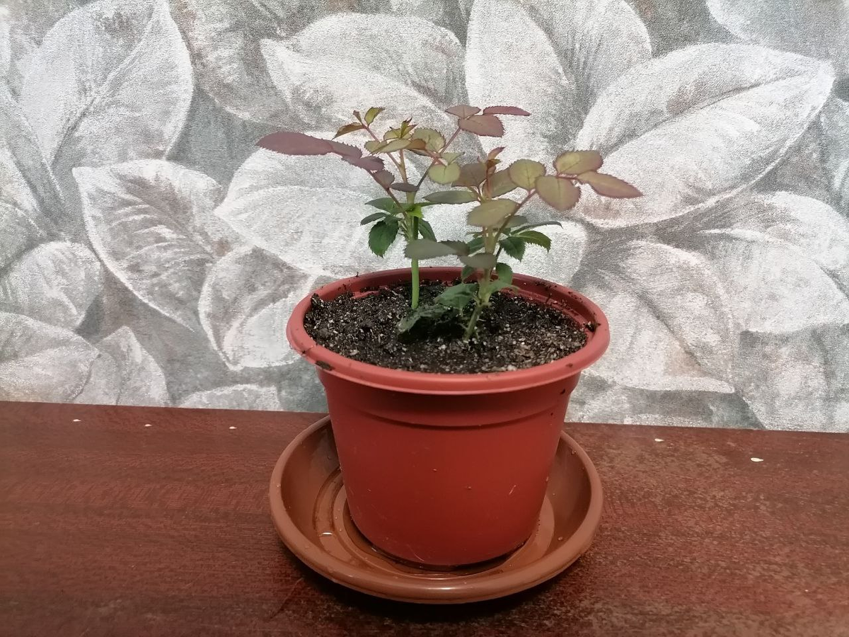 Мой первый успех с Корданами, раньше не получалось их укоренить, фото автора