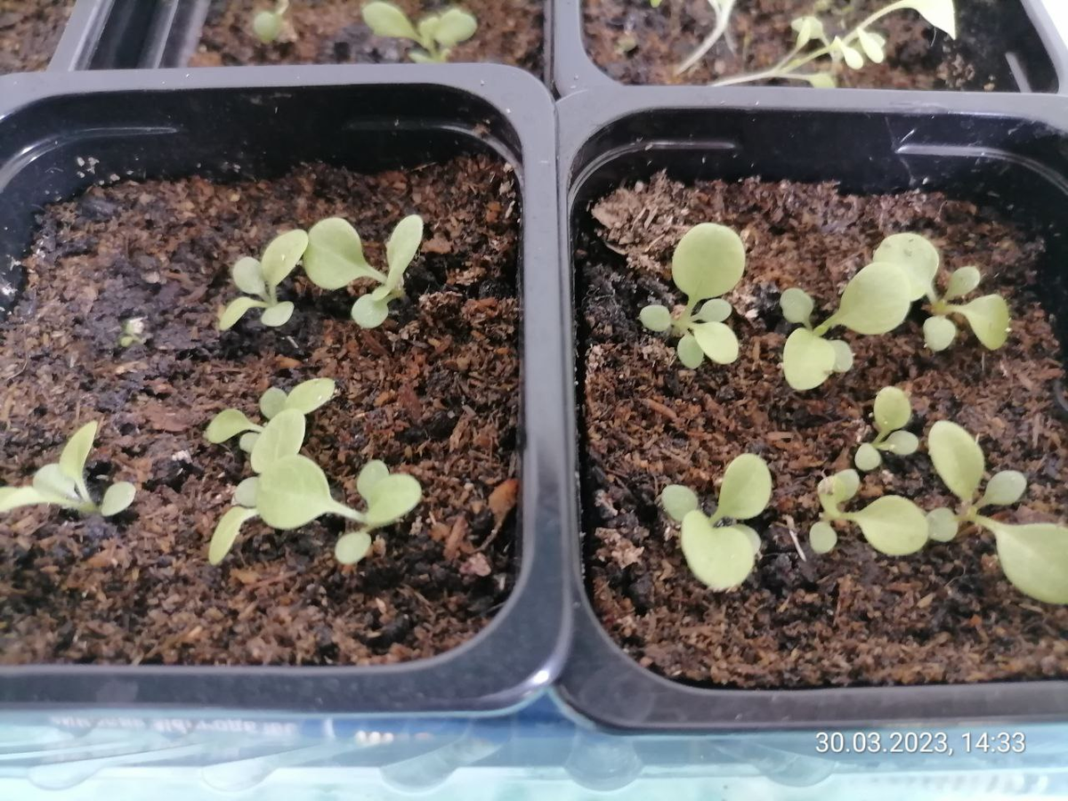 Всходы петуний из гранул, фото из позапрошлого года, в этом еще не сеяла, а в прошлом так красиво не фотографировала