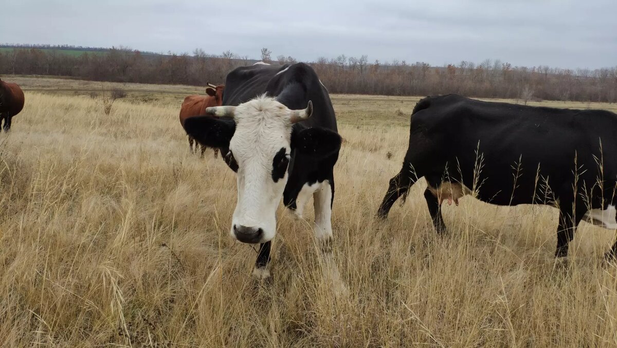     Источник: 1MI