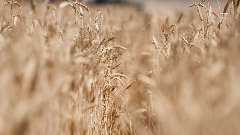      Фото: ИА «Победа26»