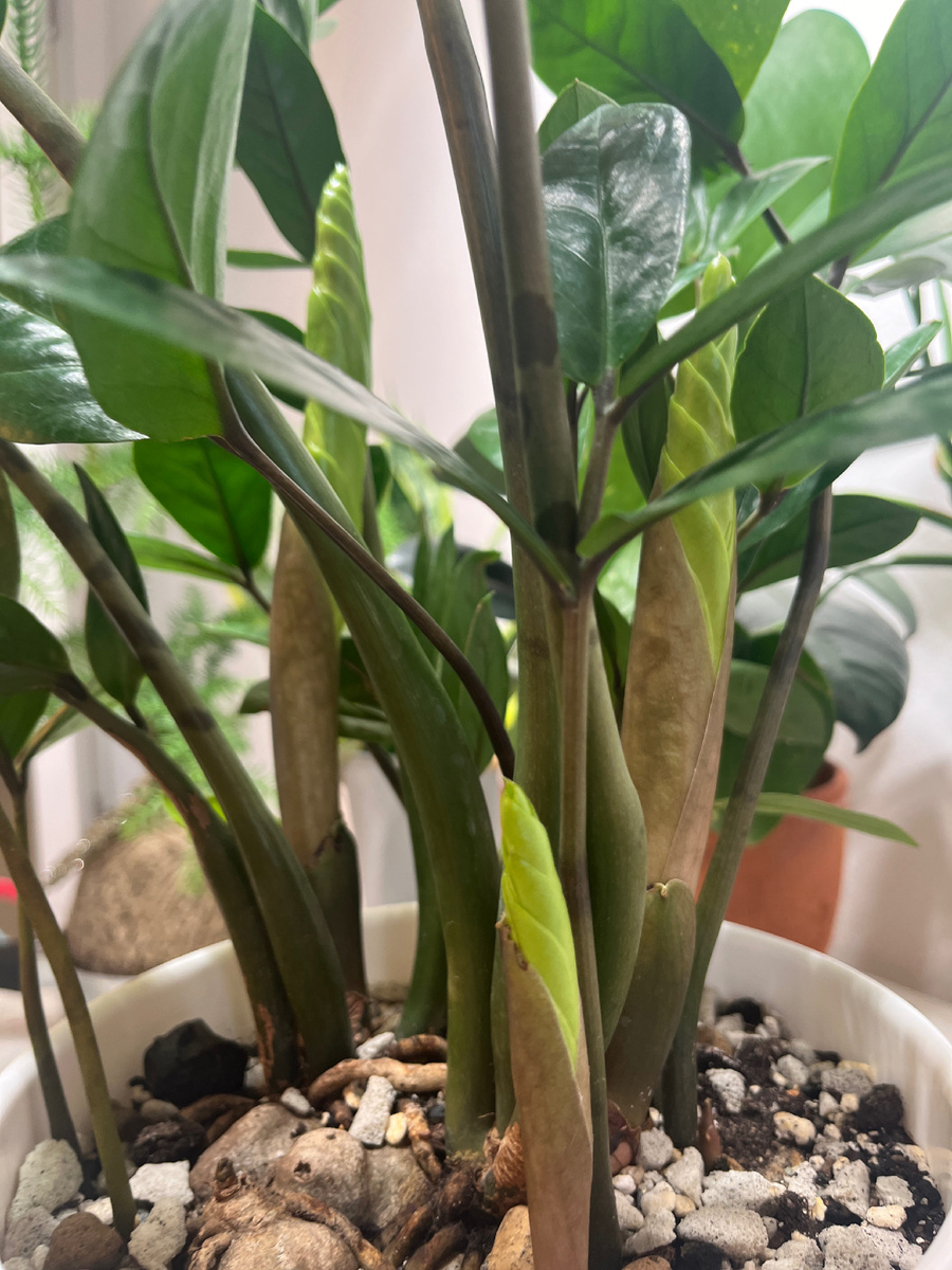 Здоровый замиокулькас очень активно растёт осенью и зимой при условии наличия света.