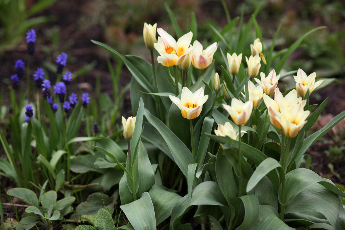Тюльпаны Грейга Quebec и мускари широколистные.