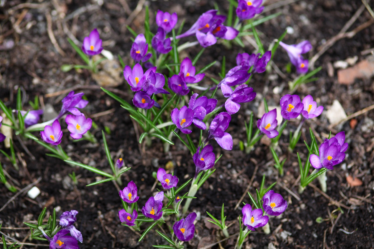 Крокус Ruby Giant.