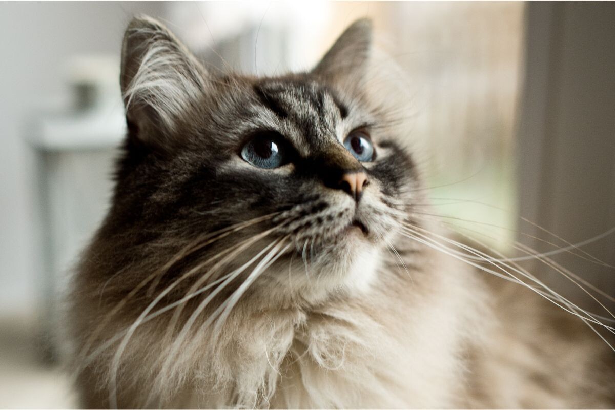 Усатик 🐱