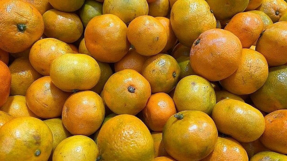    Фото: телеканал «Краснодар»