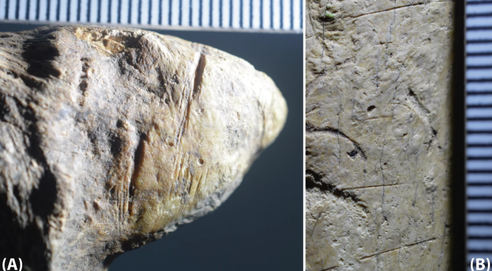   Sabrina Curran et al. / Nature Communications, 2025