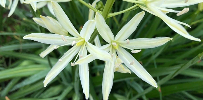 Камассия " Лейхтлина Альба"