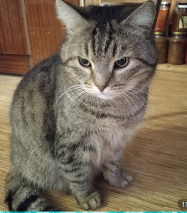 Васька в ожидании халявы)))