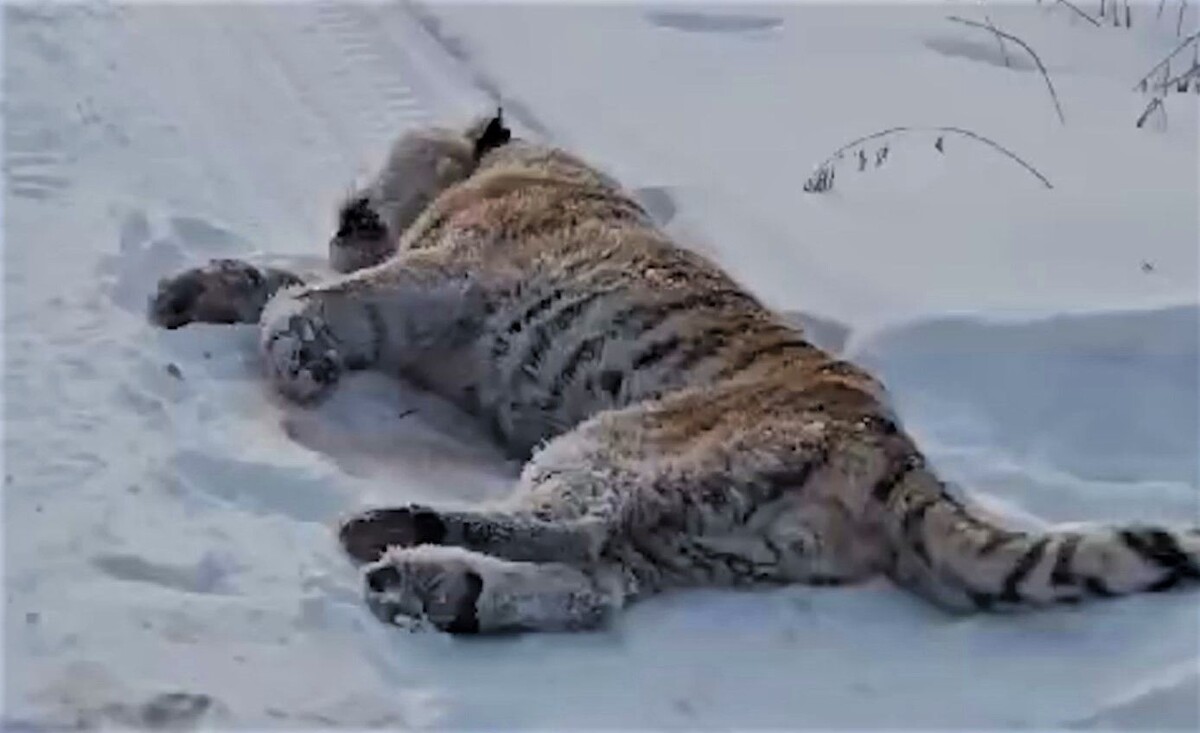     / Источник: Кадр из видео