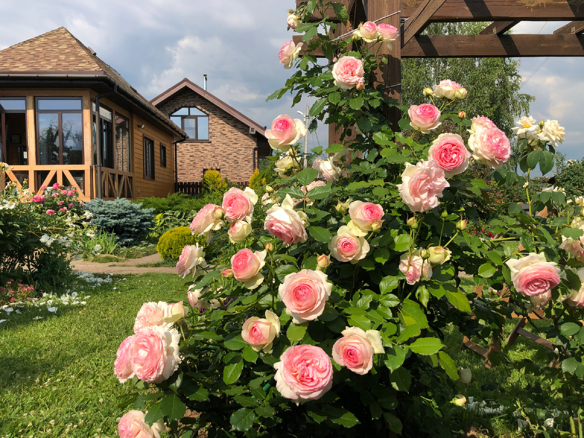 Плетистая Роза « Пьер де Ронсар»