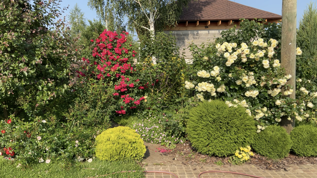 Фламентанц (слева) и Эльф