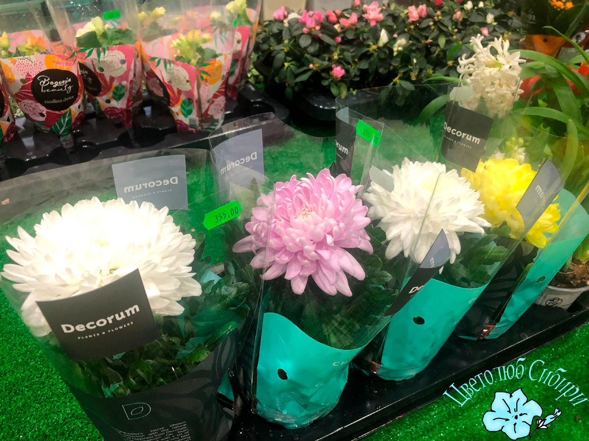 Хризантемы горшечные в магазине