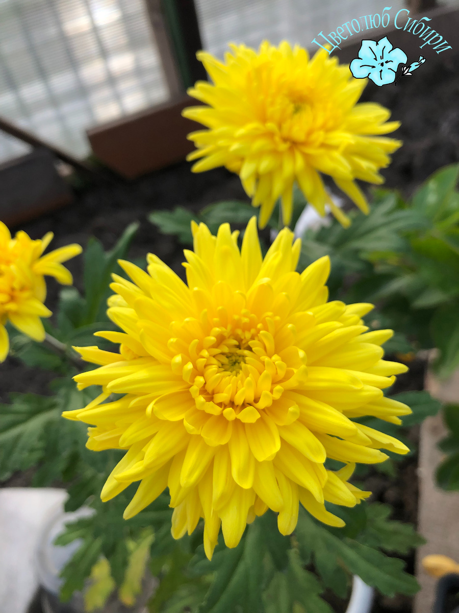 Моя хризантема в саду, октябрь