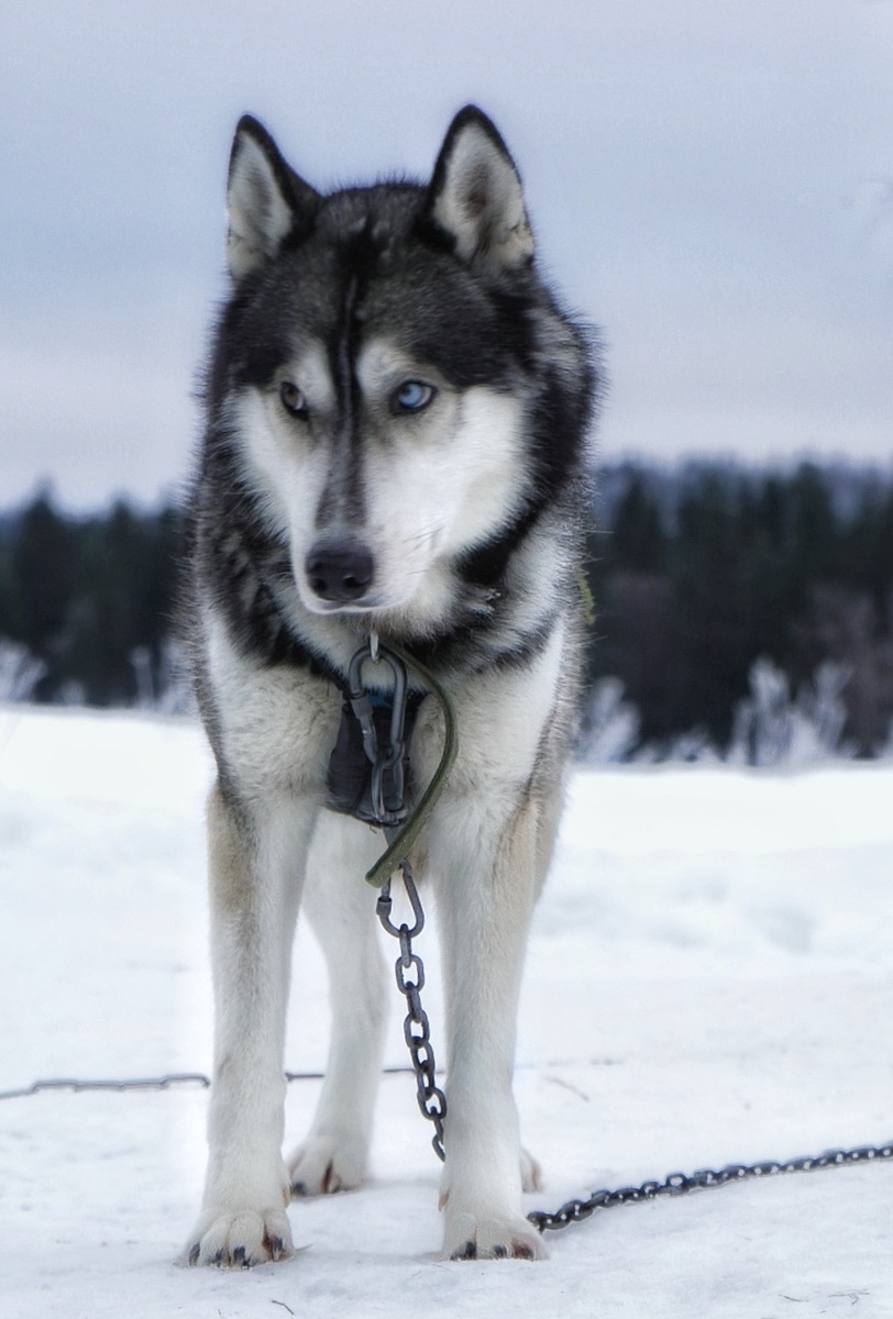 мой канал в телеграмм https://t.me/pedalputnik канал о велопутешесвиях, маршрутах и тд.