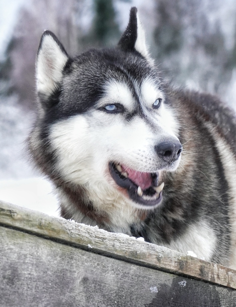 Собаки вообще смотрят прямо в душу, а хаски особенно.. Даже если это вечер, темно и холодно, именно они и согреют вас своими глазами, сердцами, а может и покатают по местным маршрутам, тогда еще и адреналин вам гарантирован.
В Рускеала стоит съездить не только за красотой местности, необычности камня и старым рассказам, но и для общения с хаски. Данное хозяйство уже существует с 2011 года и направление развития именно туризм и активный отдых с животными. Эта идея не новая, здесь же сложилось все и место и люди и собаки