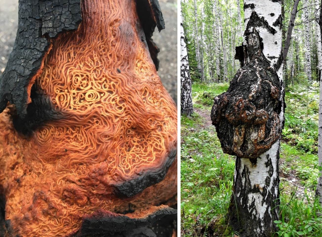 На фото два разных растения. Справа — как выглядит кап снаружи. Слева — как выглядит кап изнутри. 