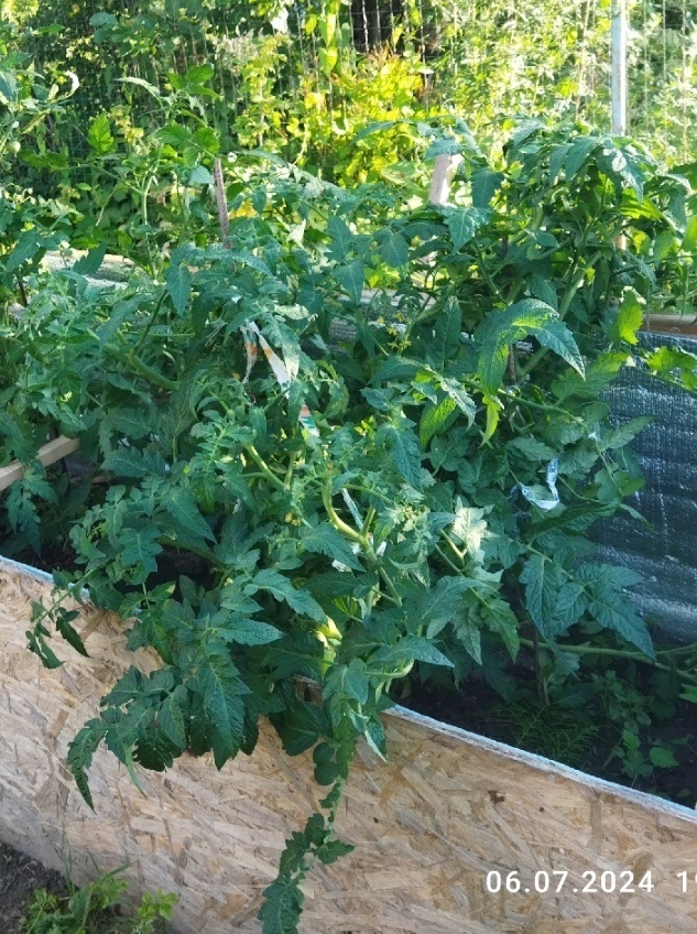 Если честно, тут два куста гномов