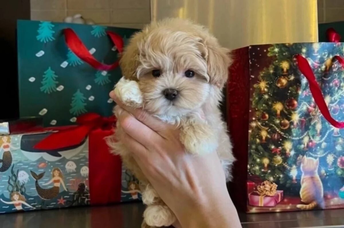    Жительница Новосибирска купила больного ковидом щенка Мальтипу за 160 тысяч