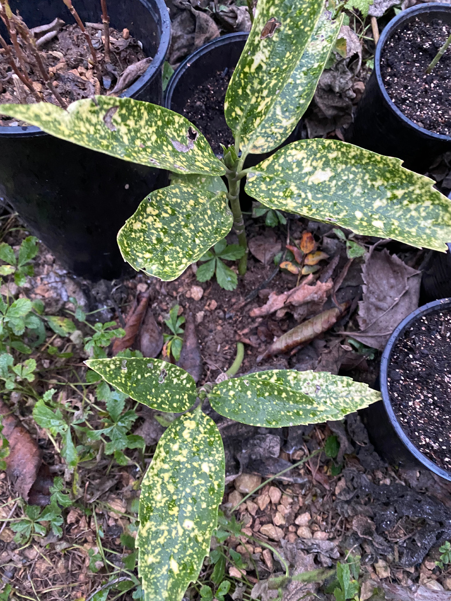 Январь 25. Аукуба второй год в саду.