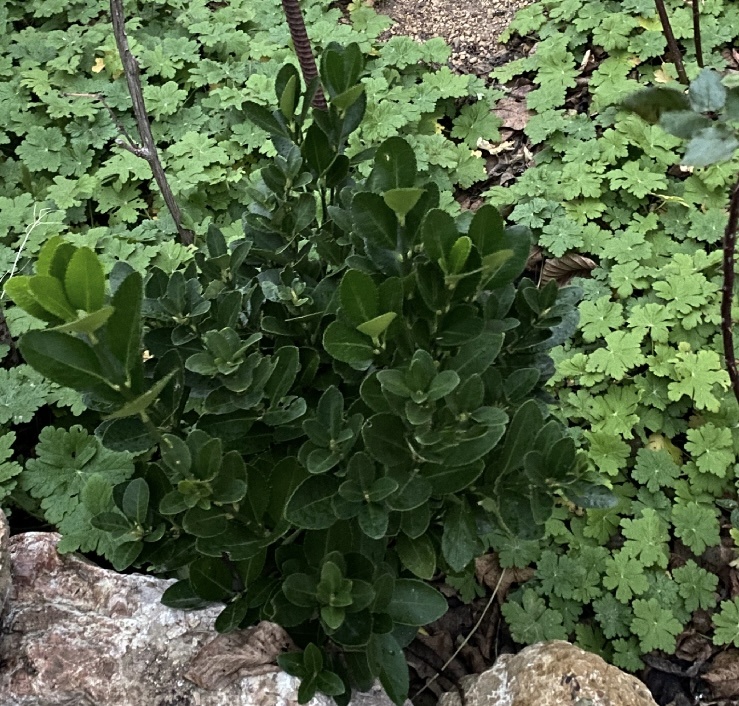 Январь 25. Бересклет японский в саду около пяти лет, из черенка.
