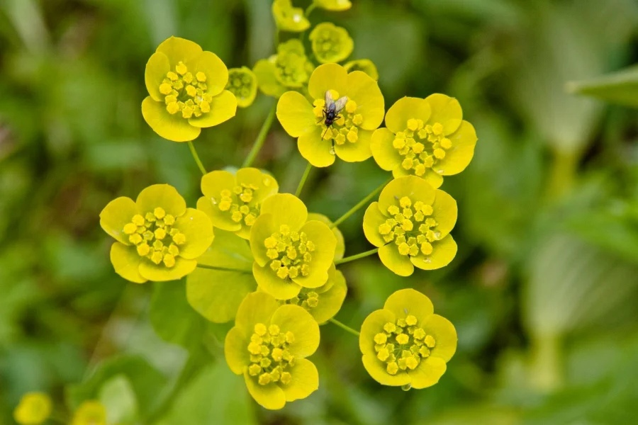 Сидит муха, а вот не на чём будет скоро сидеть.