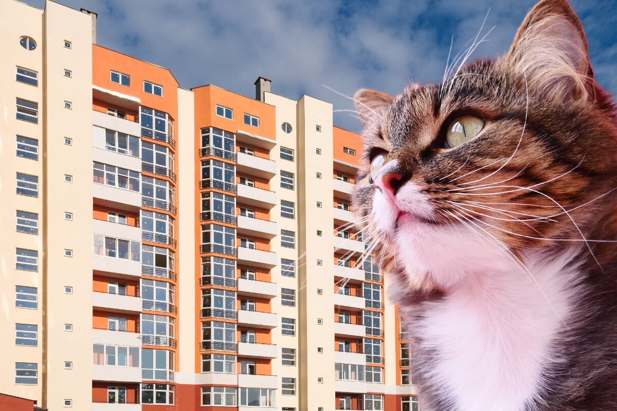 Кошки в квартирах