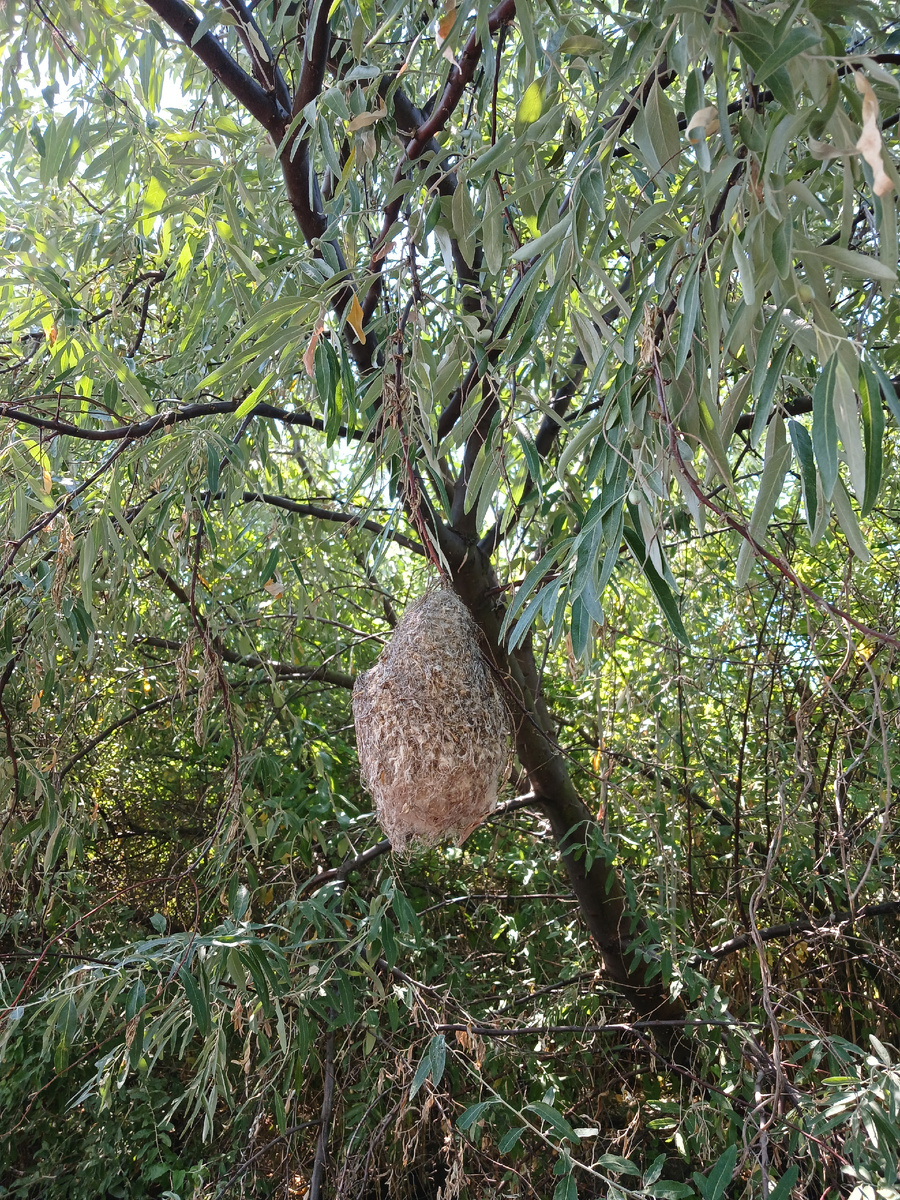 Гдездо камышовой синицы