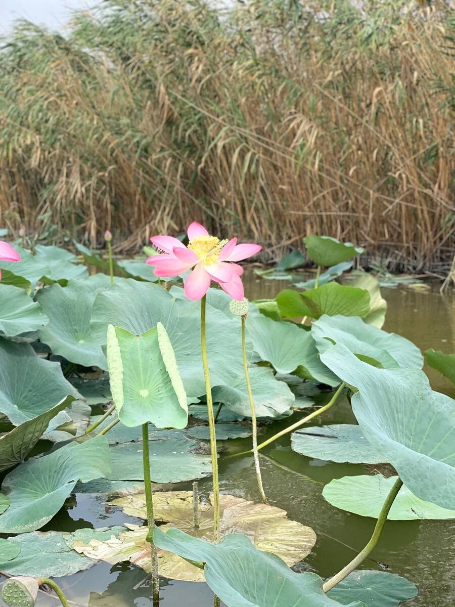 Лотосы в Азовских лиманах