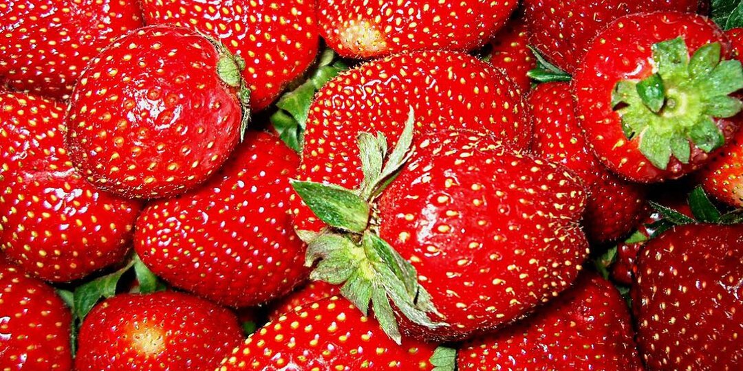 Потрясающая клубника как на рынке: шесть секретов подкормки