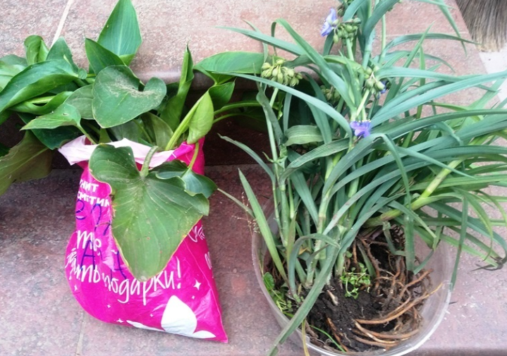 Виргинская традесканция на фото справа