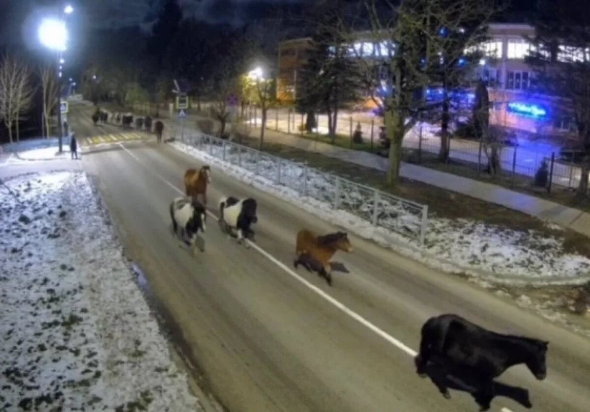    В Светлогорске табун лошадей сбежал от владельца и пронесся по дороге