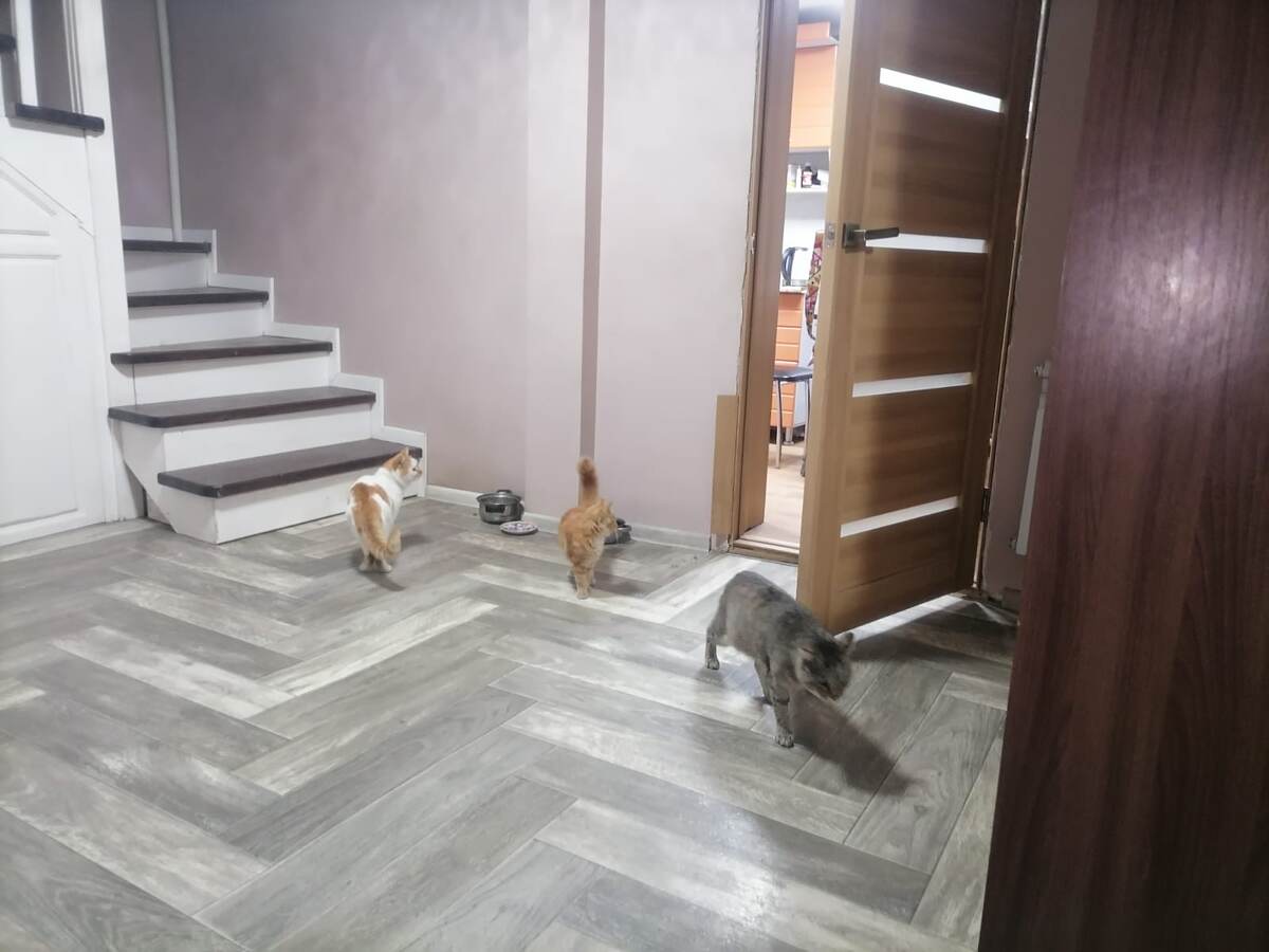 Мгновение перед тем. как шерстяное облачко исчезло