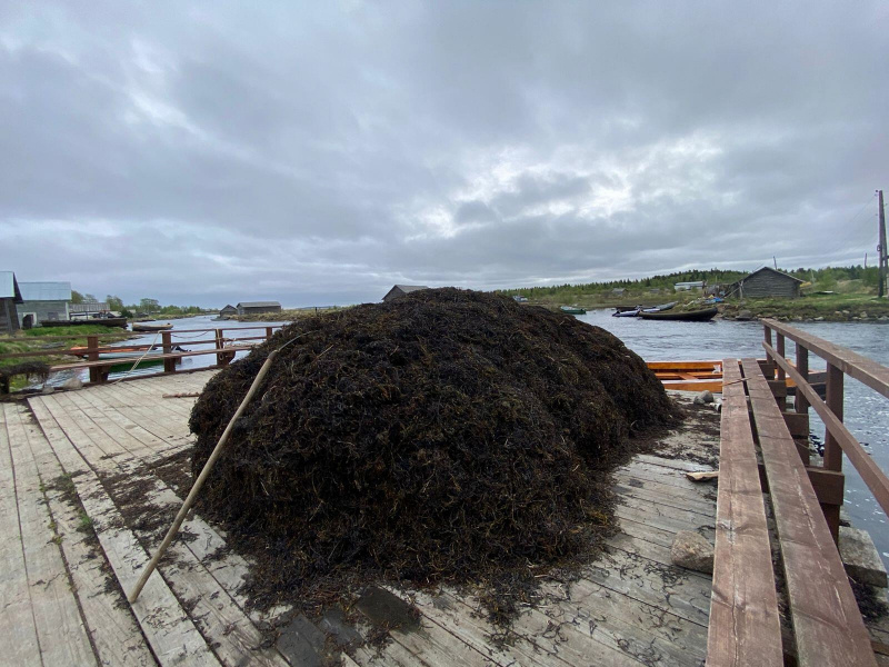    Свыше тысячи тонн ряпушки и корюшки выловили в водоемах КарелииМинсельхоз Карелии