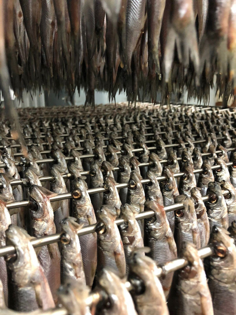    Свыше тысячи тонн ряпушки и корюшки выловили в водоемах КарелииМинсельхоз Карелии