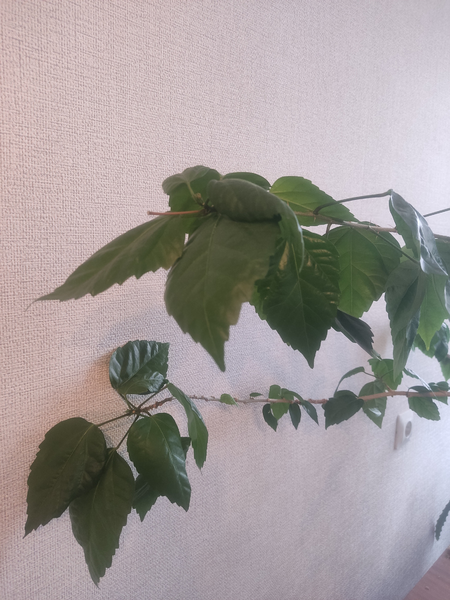 Мой гибискус