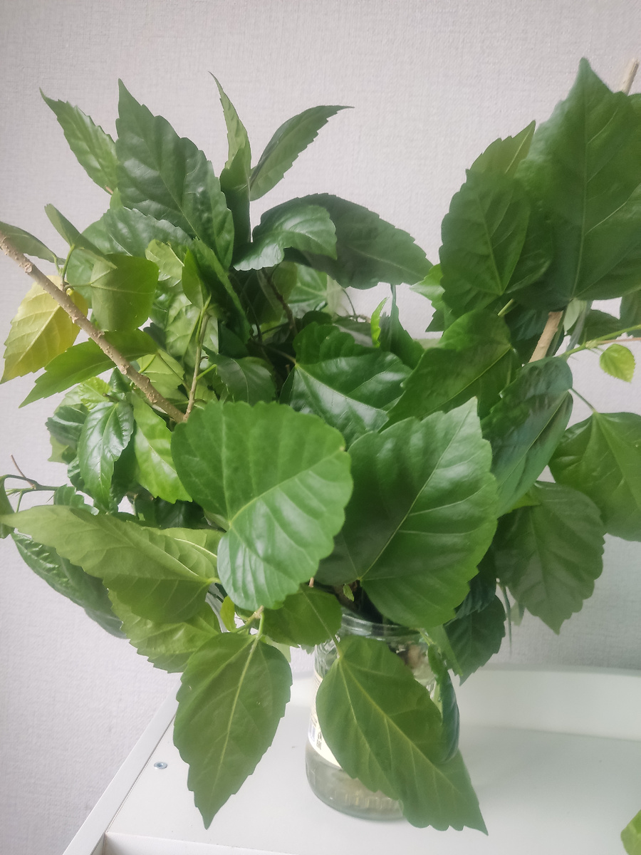 Ветки гибискуса