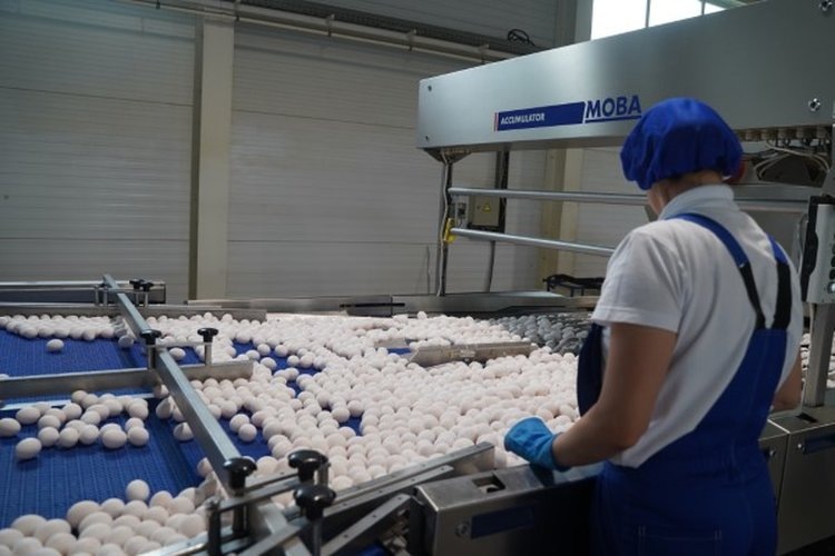    ​За 2 млрд яиц домашней птицы вышли ярославские птицеводы