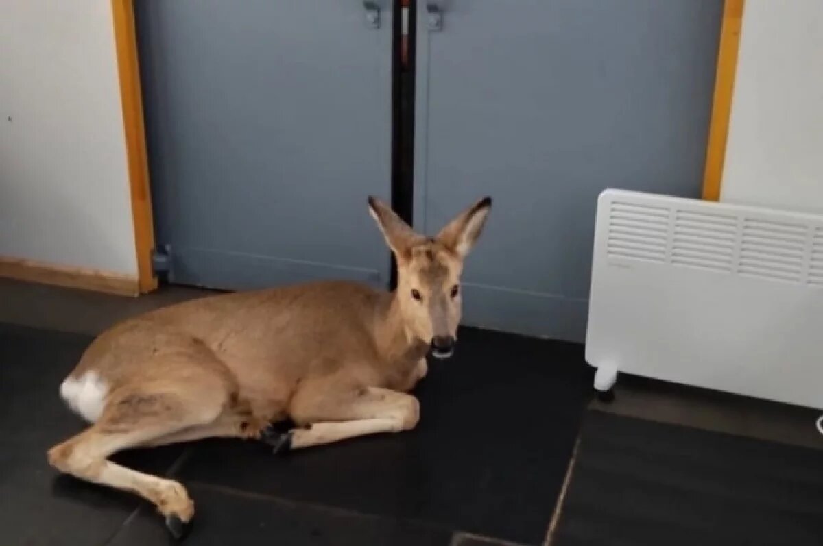    Под Тольятти к железнодорожникам за помощью пришла травмированная косуля