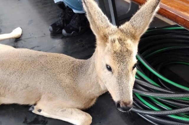    Фото: КбшЖД Телеграм